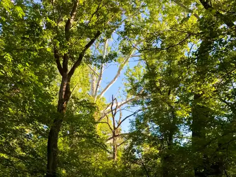 Sun-dappled leaves meet a clear blue sky.